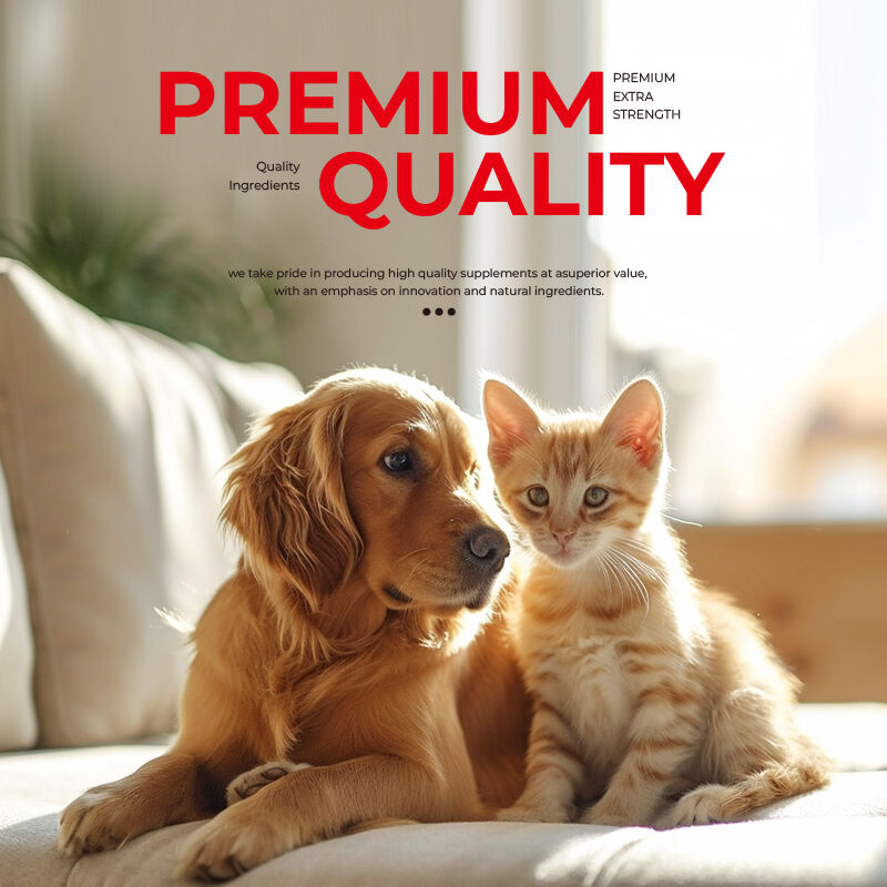 OEM Meningkatkan Kesehatan Permencernaan Anjing Vitamin dan Suplemen Suplemen Kesehatan untuk Kucing dan Anjing Kapsul Probiotik Hewan Peliharaan